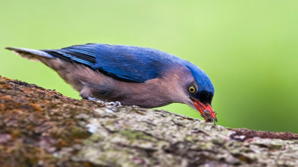 Harga Burung Rambatan Terbaru