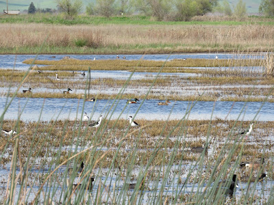 Sacramento National Wildlife Refuge