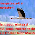 Barza - simbol si semnificatie spirituala