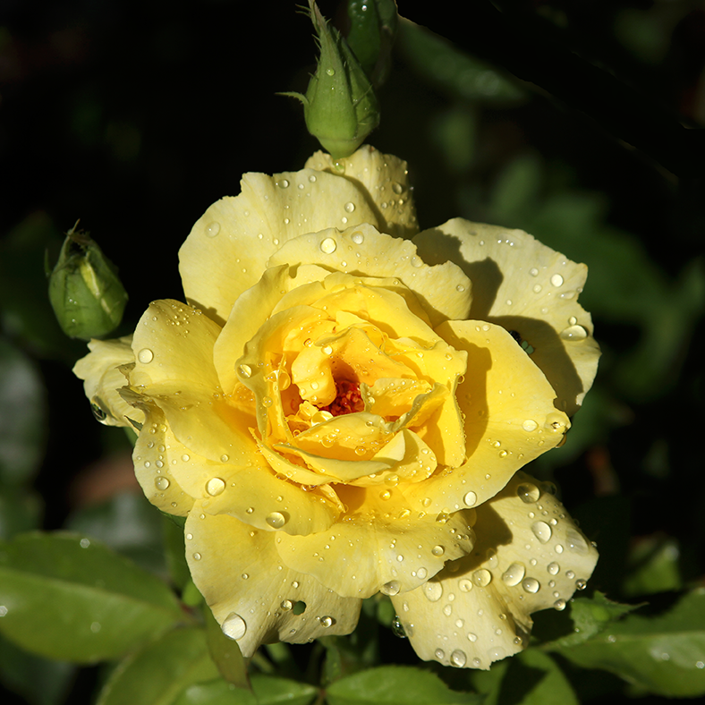 Photography of Texas Yellow Rose of Texas by Texas Artist and Photographer Laurie Pace