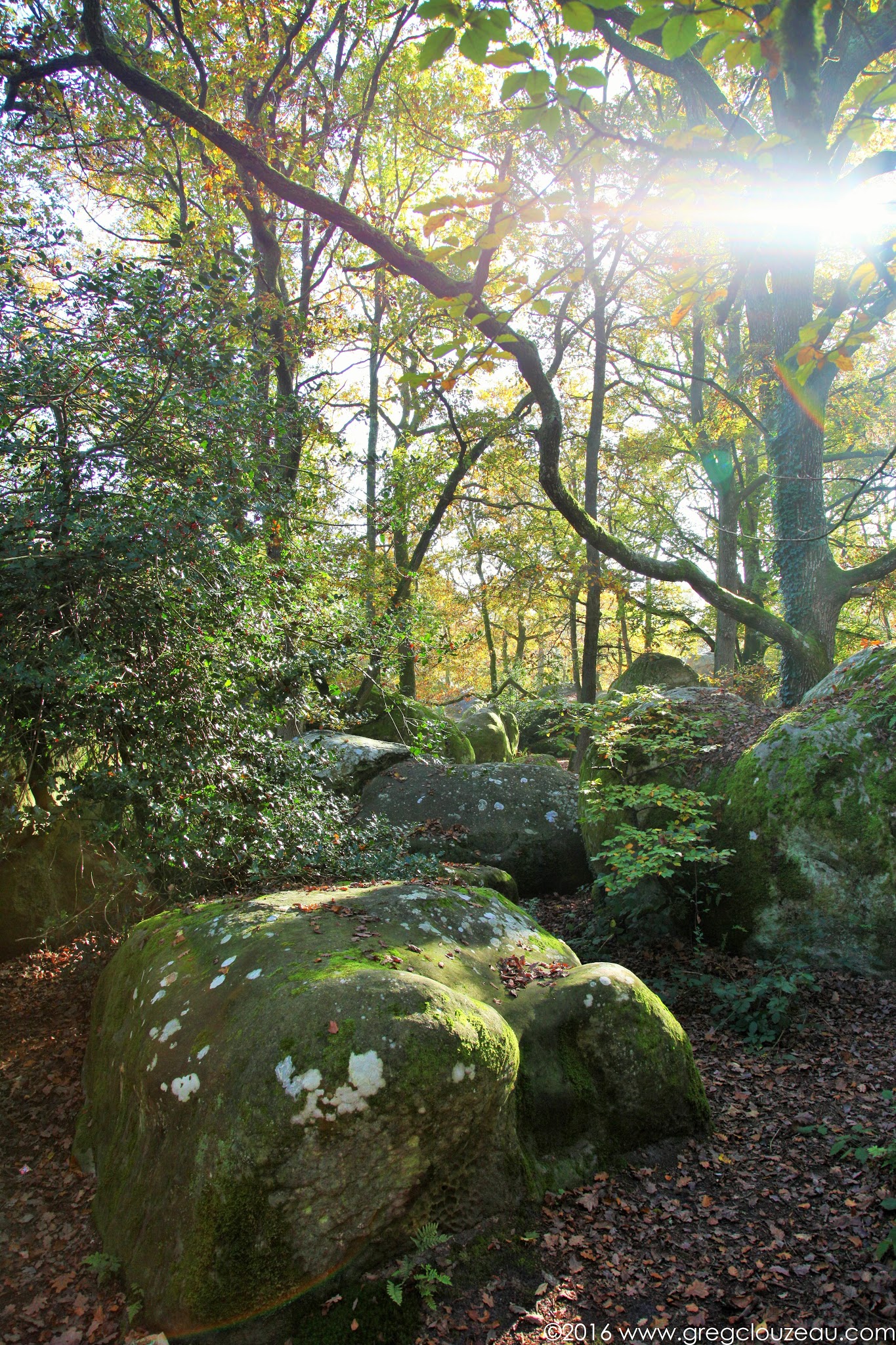 Début d'automne au Bas Cuvier, Fontainebleau, (C) 2016 Greg Clouzeau Début d'automne au Bas Cuvier, Fontainebleau, (C) 2016 Greg Clouzeau