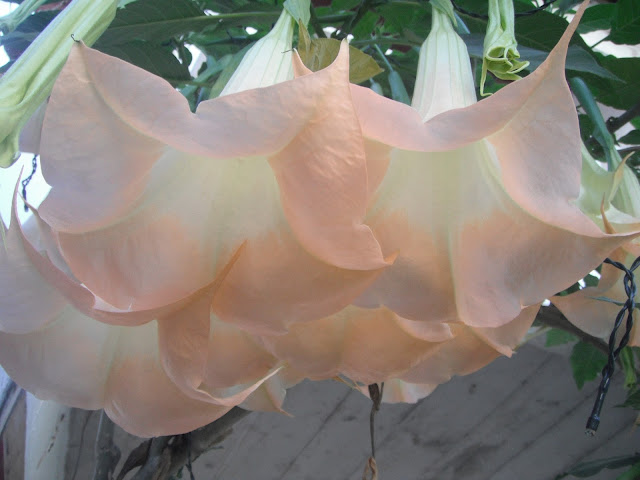 angel's trumpets brugmansia Guatemala