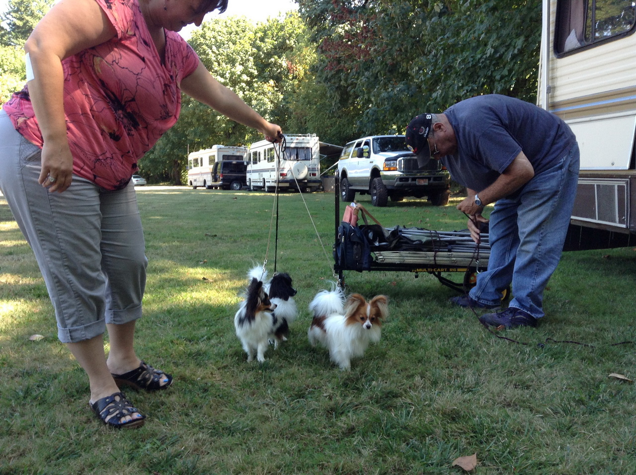 Road's End Papillons Brownsville, OR, Eugene Kennel Club