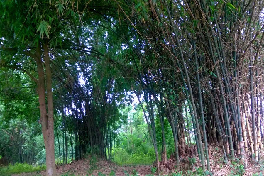 Bamboo Farming and Furniture in Nepal Om Shankar's Blog