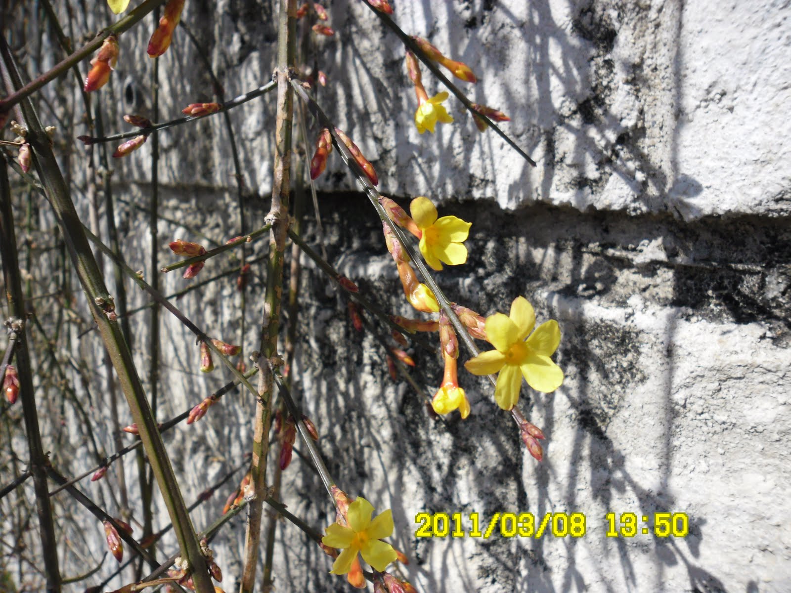 in Korea DR 187 “Winter Jasmine” and “Tohoku Region Pacific Coast Earthquake”