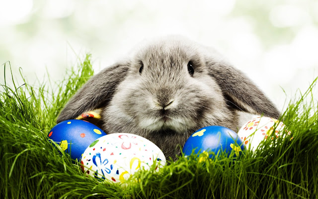 ♂ Easter Pictures Images Wallpapers Photos Graphics 2017 For Facebook & Whatsapp ♂ Easter Pictures Images Wallpapers Photos Graphics 2017 For Facebook & Whatsapp