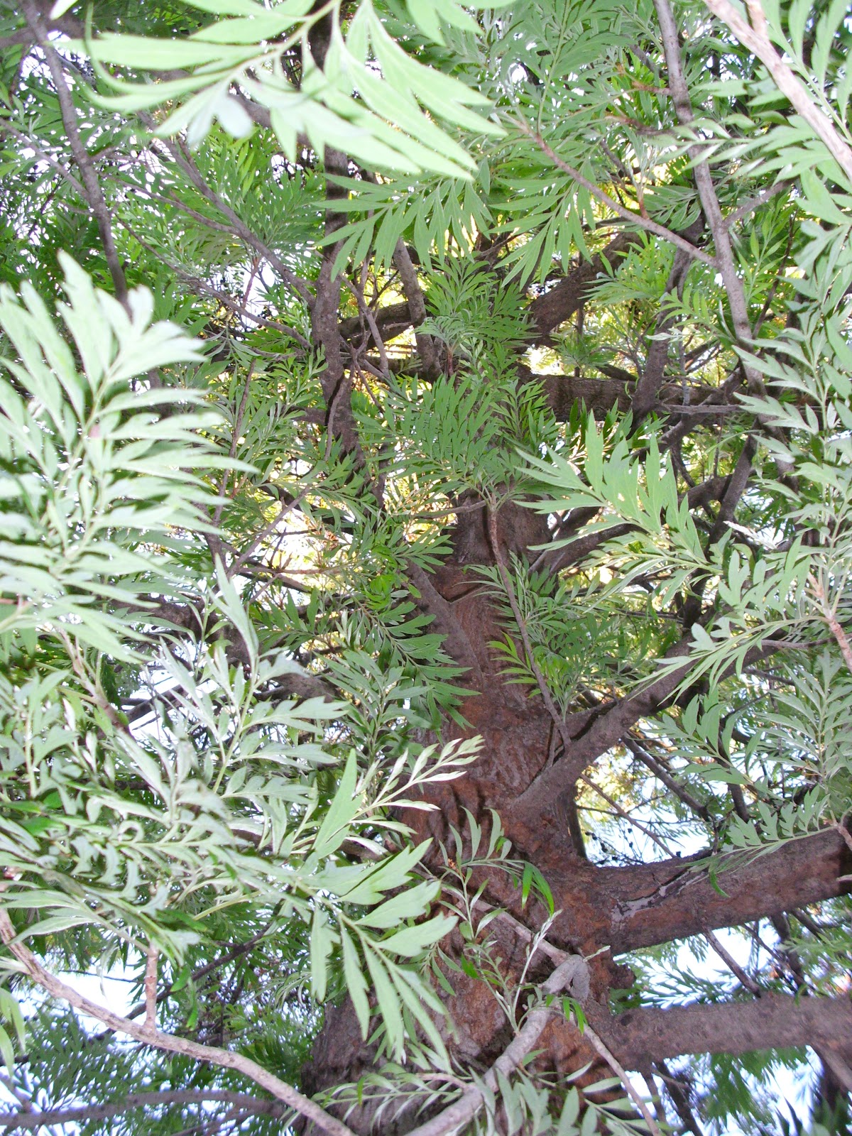 NATURALEZA VERDE DEL LEGOLAS PARQUE DE MIRAFLORES SEVILLA 2012