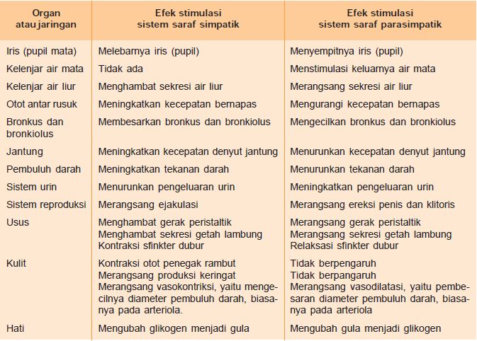 Fungsi Otak Sumsum Tulang Belakang Sistem Saraf Simpatik Parasimpatik Otonom 12 Pasang Saraf Kranial Dan 31 Pasang Saraf Spinal Pada Sistem Saraf Pusat Dan Saraf Tepi Perifer Materiedukasi Com