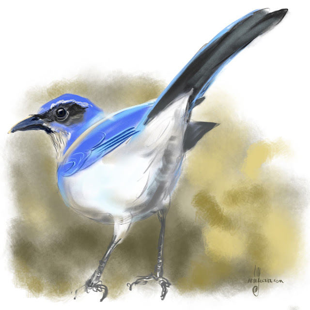 Western scrub jay bird painting by Artmagenta