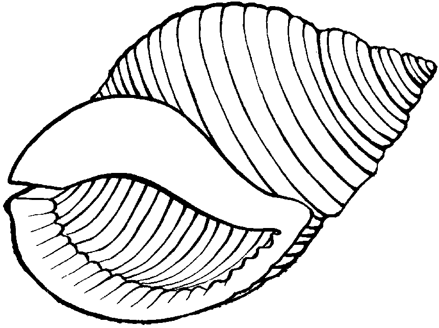 RECURSOS y ACTIVIDADES para Educación Infantil: Dibujos para colorear de  CONCHAS