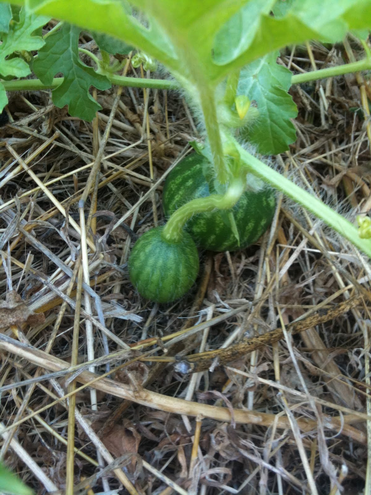 Baby watermelons on the vine