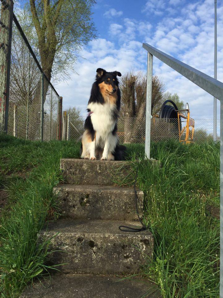 My CollieLife Mythos Hunde dürfen / können keine Treppen laufen