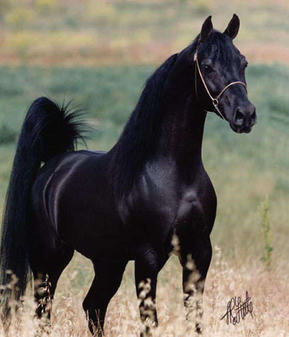 أحدث صور الخيول بيضاء وسوداء 2018 ويكي بنات