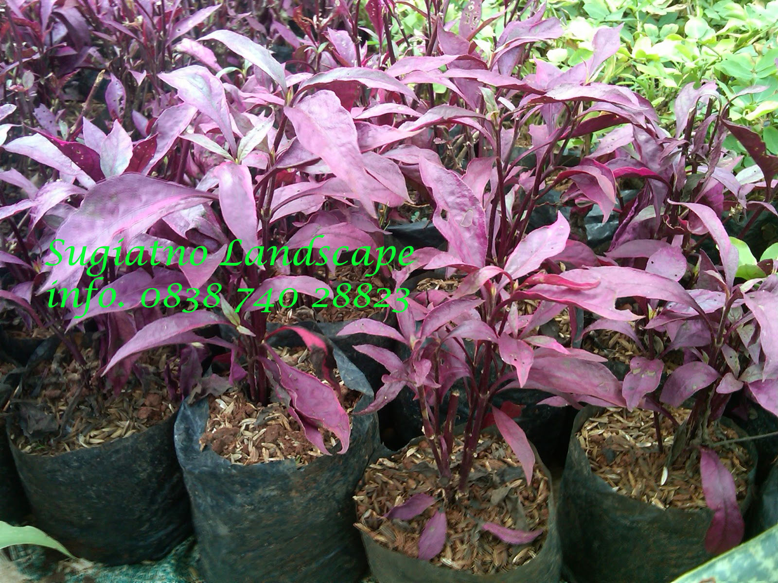 Pohon Erpah | Bayam merah | Tukang Taman