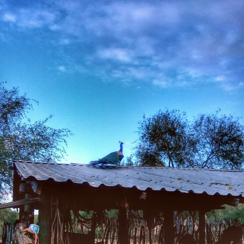 RANCHO LA FORTUNA LOS CABOS BAJA CALIFORNIA SUR