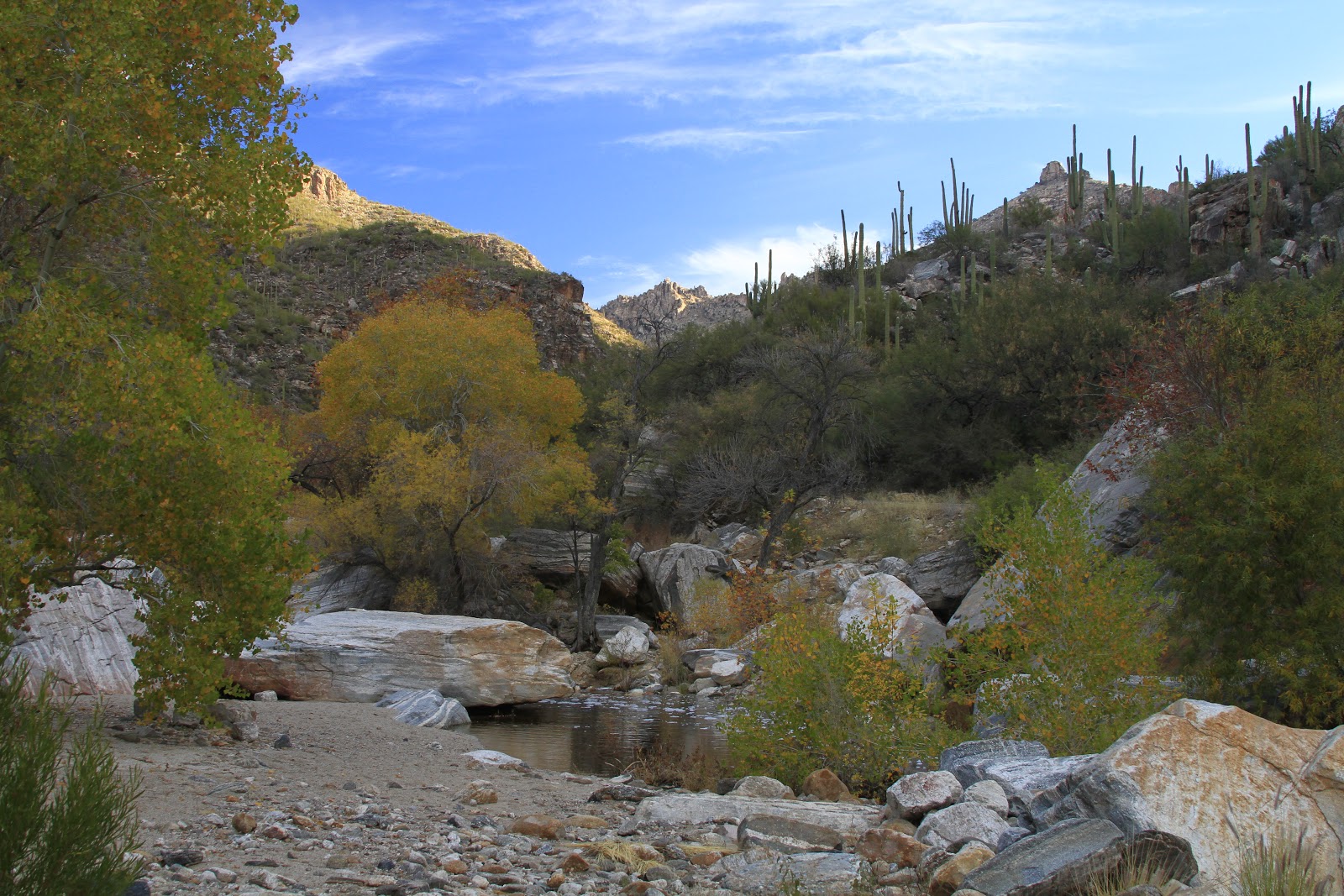 Sonoran Connection Sabino Creek Sabino Canyon