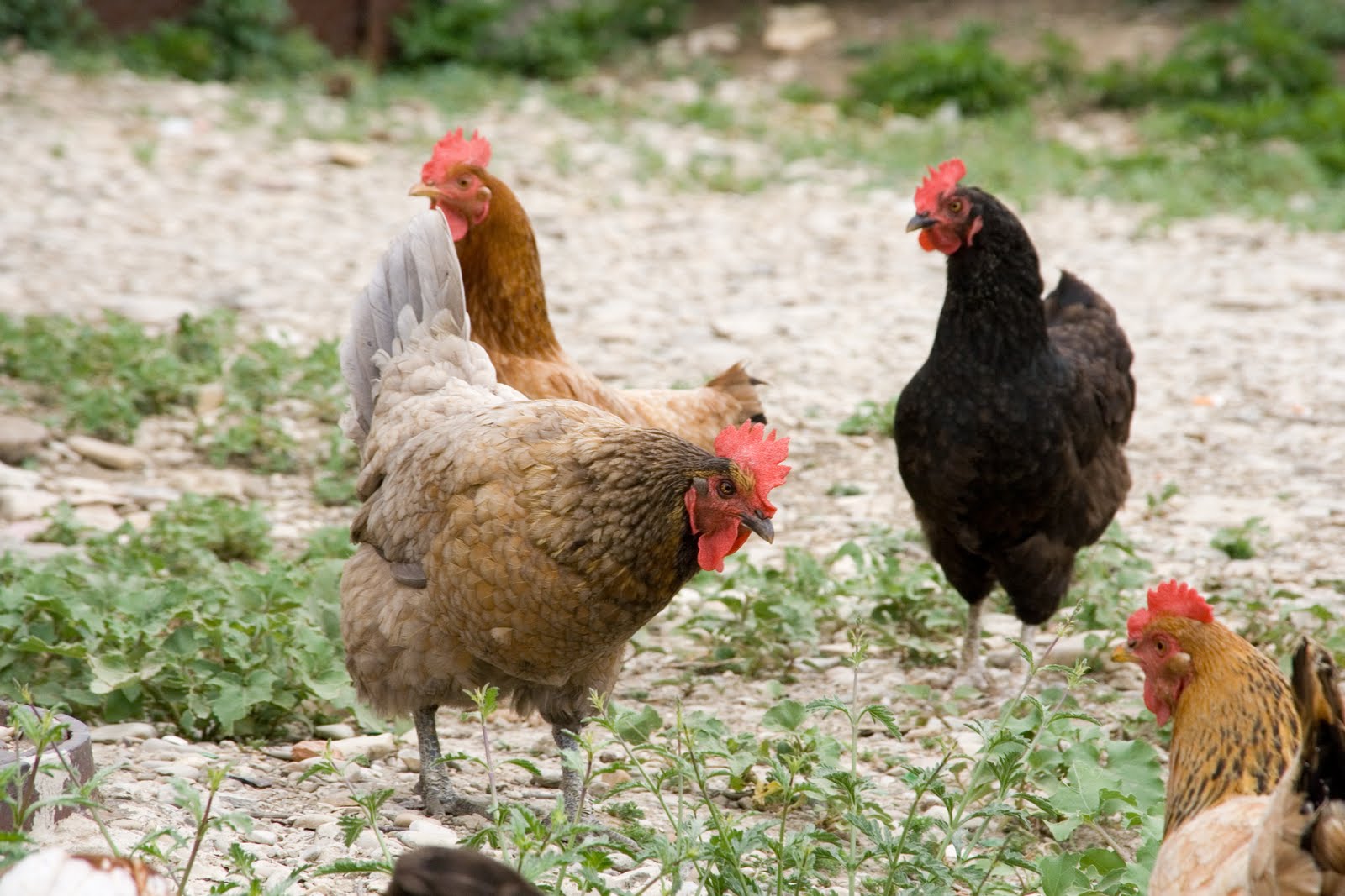 Preparedness and Survival: Keeping Backyard Chickens for 