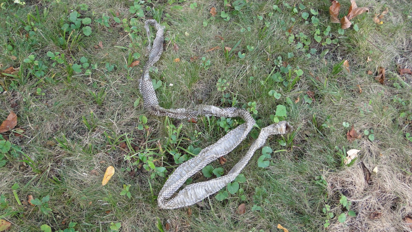 Life at the Blue Rock Ranch: Sixty Inch Snake Skin