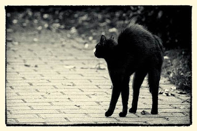 black cat