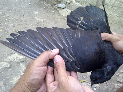 memilih merpati lokal jenis kupu kupu yang bagus | Pawiro Bird Farm