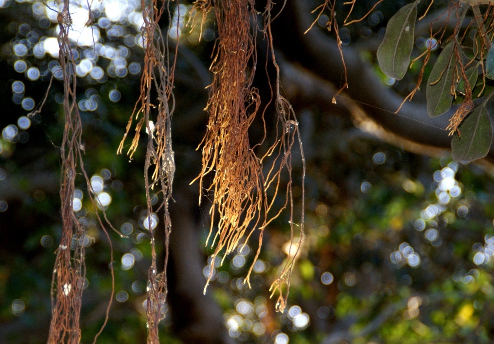 A photo, A thought............: Plant: Fig adventitious roots.......