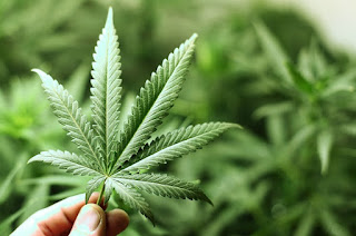 Islam-and-marijuana-.jpg