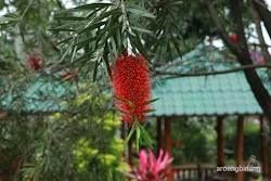 villa la lita gunung bunder