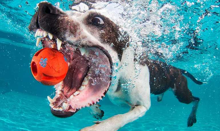 Underwater Dogs: The Funniest Pictures of Swimming Dogs