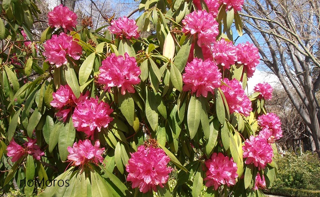 RODODENDRO Rhododendron arboreum