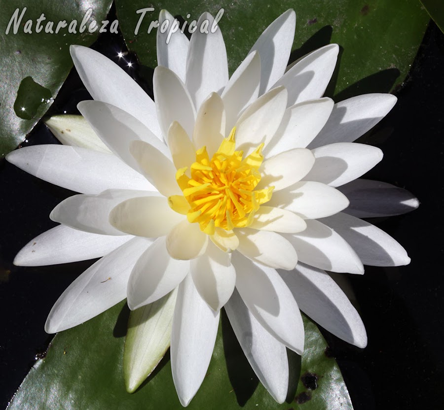 Variedad blanca de la flor de la planta acuática conocida como nenúfar, género Nymphea