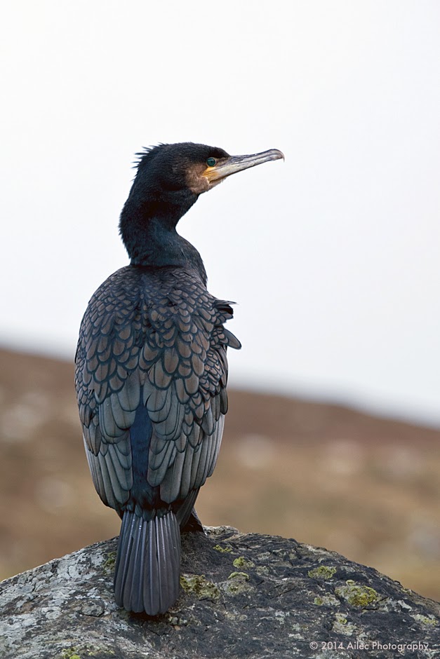 Celia Bartlett Photography Cormorant or Shag?