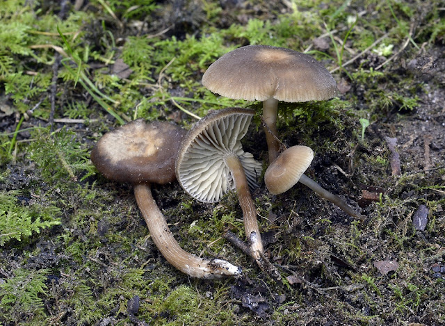 Tephrocybe ellisii
