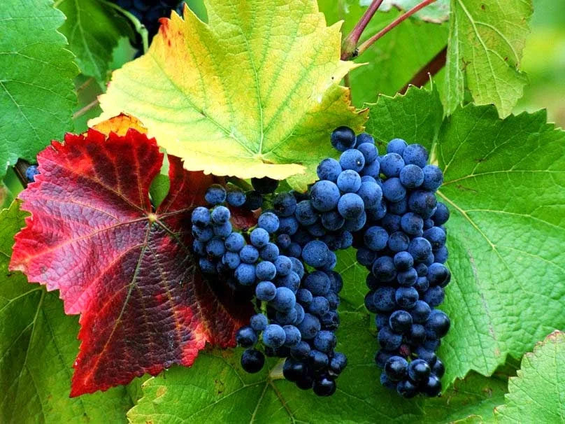 blue-grapes-pic