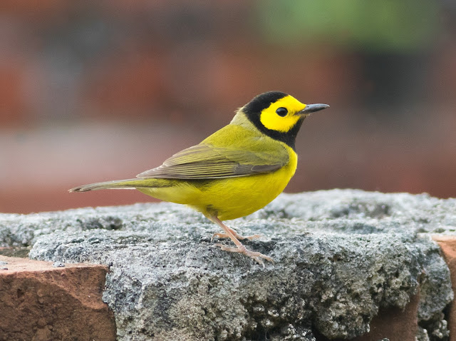 Hooded Warbler - Dry Tortugas, Florida Hooded Warbler - Dry Tortugas, Florida