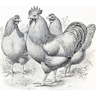 Ilustración de un gallos y dos gallinas a ambos lados