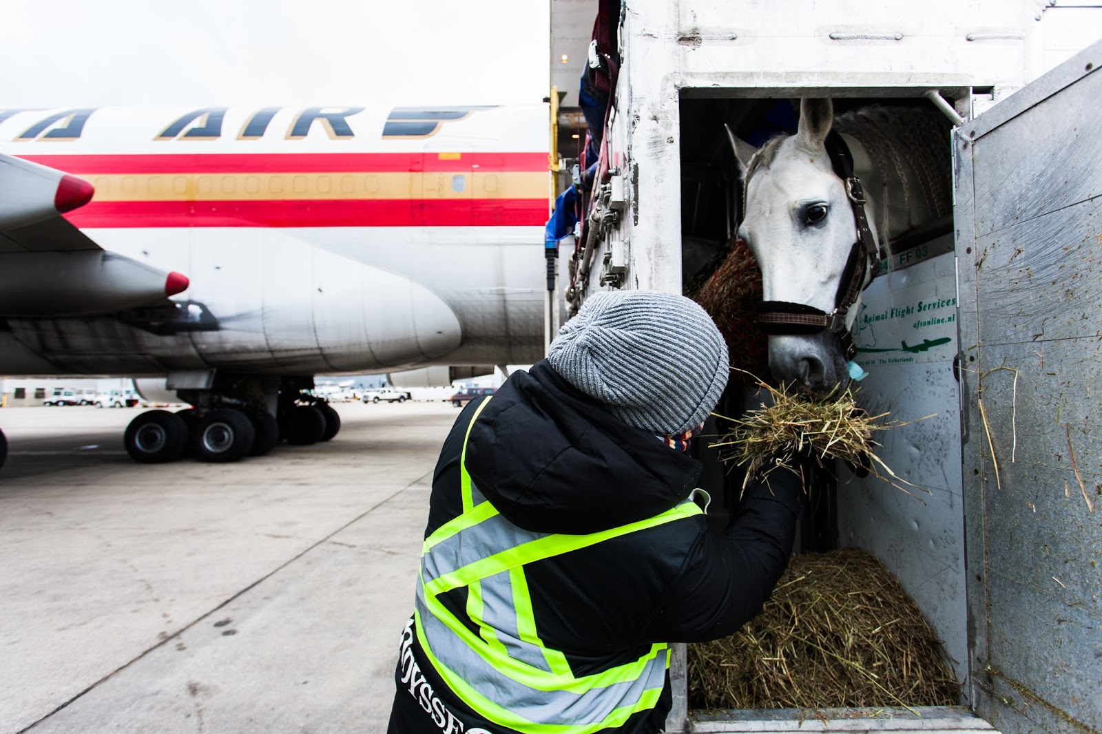 Merida Brave Horse Porn - ChiIL Mama : Cavalia Horses Arrive Via \