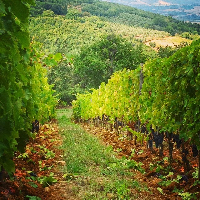 Fonterenza winery's sangiovese vineyard shortly before the wine harvest