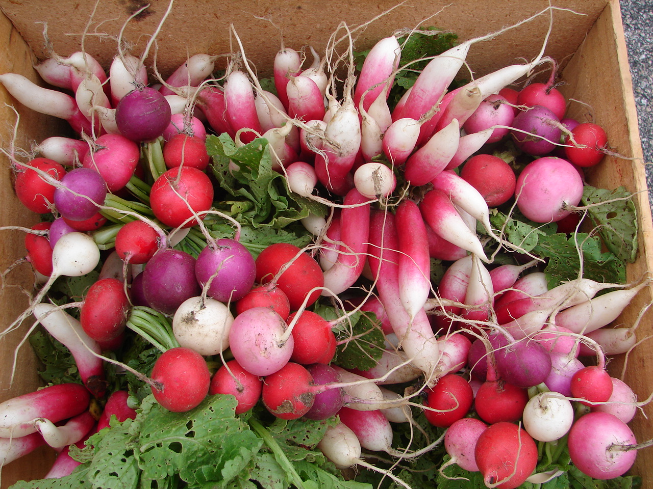 How To Tell When Radishes Are Ready To Harvest Just push the soil