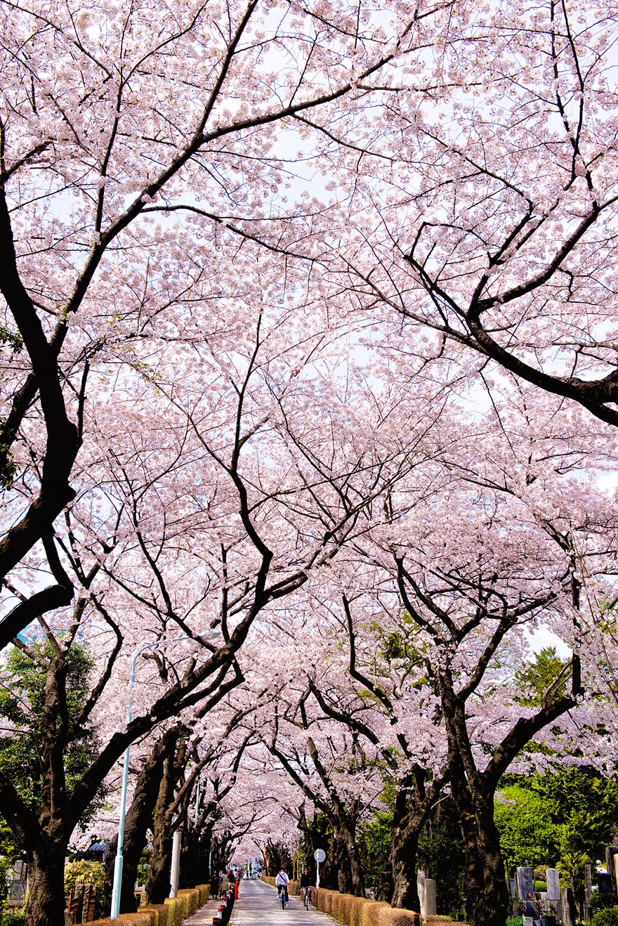 The Most Beautiful Japanese Cherry Blossom Photos | Most beautiful