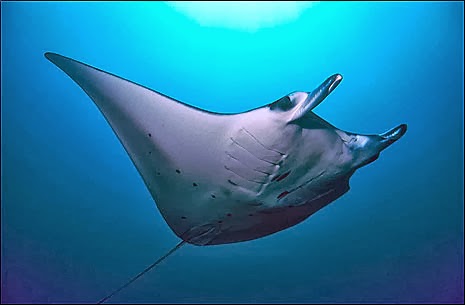 Keindahan Bawah Laut Kepulauan Derawan ~ Garuda Indonesia Pekanbaru