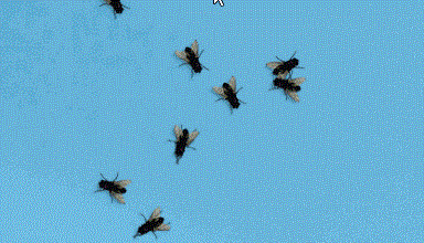 Aplikasi kecoa lalat semut didekstop