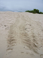 Green Sea Turtle Tracks on Bachas Beach
