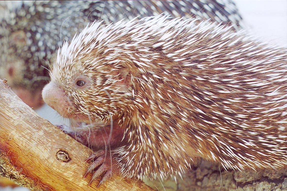 организмы питающиеся животными называется