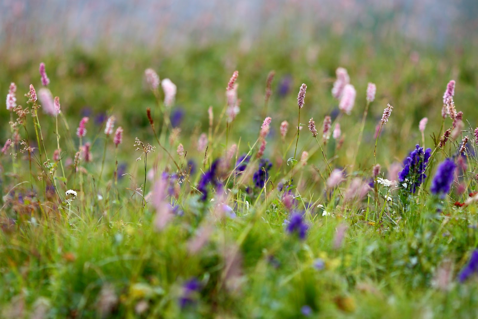 PhotoTrip Polish Flowers