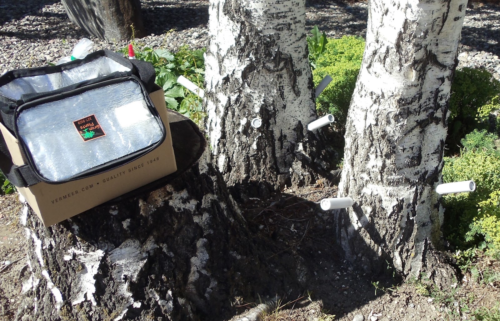 Ladybug Arborists BIRCH DIEBACK OFTEN A RESULT OF A TREE KILLING PEST