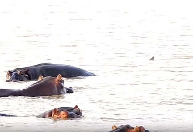 The Best Shark Dive in the World!: Bull Shark vs Hippos!