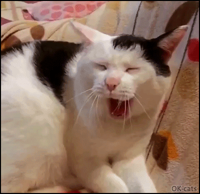 Lazy cat yaaawniiing in slow motion • Cat GIF Website