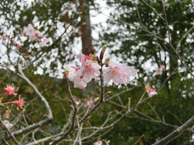 鶴岡八幡宮の玉縄桜