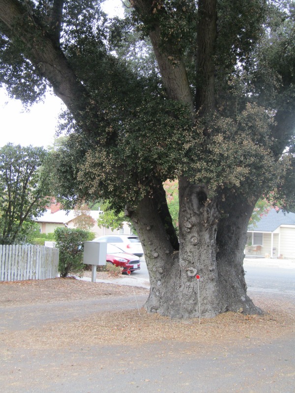 Where to See Photogenic Oak Trees in Paso Robles, California