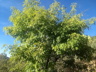 Fraxinus uhdei, Fresno Fraxinus uhdei, Fresno